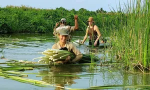 Chàng trai làm du lịch trải nghiệm hút khách nước ngoài ở Cà Mau